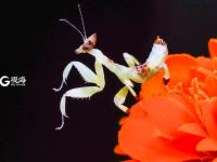 萌萌的昆虫世界，用微距带你看个够