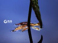 仙气十足！美轮美奂荷塘秋色