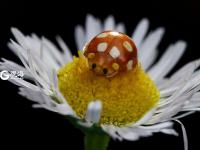 萌萌的昆虫世界，用微距带你看个够