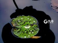 仙气十足！美轮美奂荷塘秋色