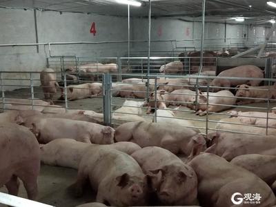 青岛胶州稳定生猪生产保障市场供应