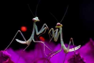 萌萌的昆虫世界，用微距带你看个够