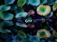 仙气十足！美轮美奂荷塘秋色