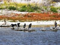 候鸟天堂——乌伦古湖湿地公园