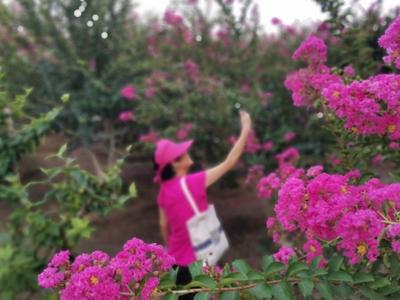 一串串、一簇簇，青岛紫薇园花开如火如荼