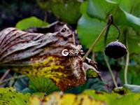 仙气十足！美轮美奂荷塘秋色