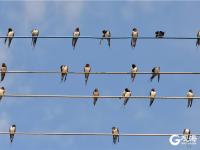 青岛现奇景！数百燕子站在电线上开大会