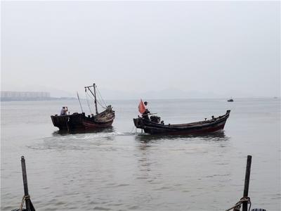 水产养殖专业合作社抱团致富，20多个项目陆续落地…… 小渔村的美丽蜕变
