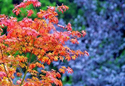 枫叶红了！八大关秋色渐浓