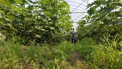 青岛最大无花果种植基地盛果期一天产10000斤鲜果