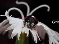 萌萌的昆虫世界，用微距带你看个够