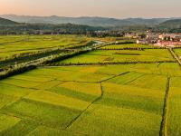 陕西洋县：俯瞰稻田
