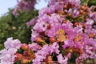 城阳区：青岛紫薇园花开如火如荼