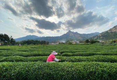 崂山秋茶采摘将结束，鲜茶干茶多少钱一斤？