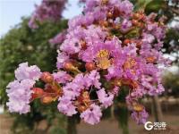 一串串、一簇簇，青岛紫薇园花开如火如荼