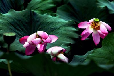 中山公园荷塘实拍：第5张美炸了