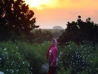 埃及：收获茉莉花