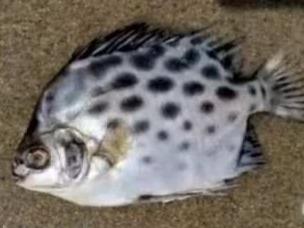 榴莲死鱼猪蹄……粤桂海滩为何频现“另类海货”？专家提醒：不要轻易捡食！