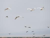 候鸟天堂——乌伦古湖湿地公园