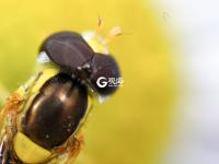 萌萌的昆虫世界，用微距带你看个够