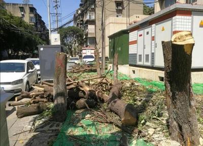 痛惜！成都桂花巷桂花树被砍 当地：施工方擅自砍伐