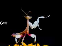 萌萌的昆虫世界，用微距带你看个够