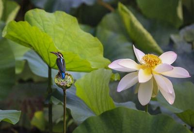 垂柳摇曳荷花香 秋至微凉翠鸟忙             