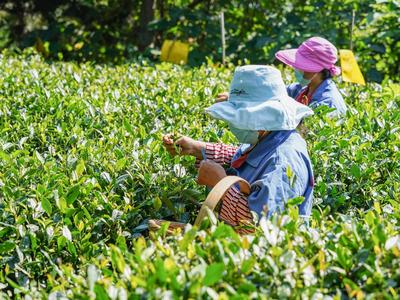 云雾山间出好茶 在崂山有这样一处“世外茶园”