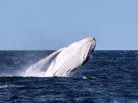 疫情影响澳大利亚观鲸小镇旅游业