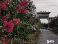 一串串、一簇簇，青岛紫薇园花开如火如荼