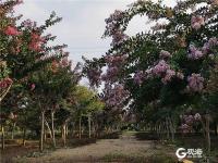 一串串、一簇簇，青岛紫薇园花开如火如荼