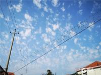 青岛现奇景！数百燕子站在电线上开大会