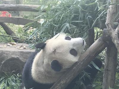北京动物园网红大熊猫“福星”突然“头秃”，园方：已处理