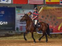 小马哥和他的骏马们