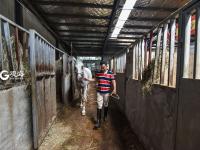 小马哥和他的骏马们