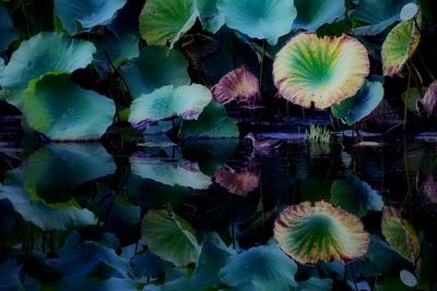 仙气十足！美轮美奂荷塘秋色