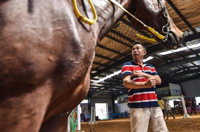 小马哥和他的骏马们