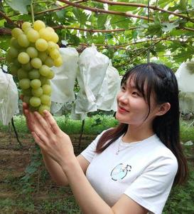 坚守27年，大泽山下育出葡萄“新贵” 