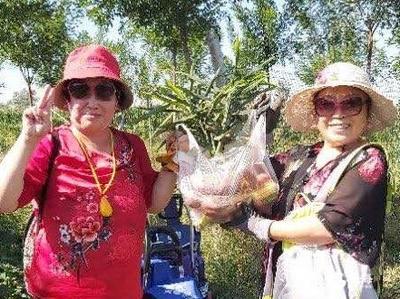 又是一年丰收节！平度蔬菜小镇采摘游入佳境