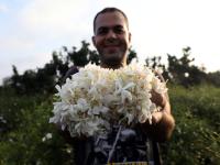 埃及：收获茉莉花