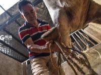 小马哥和他的骏马们