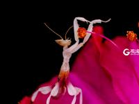 萌萌的昆虫世界，用微距带你看个够