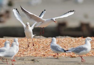 “神话之鸟” 中华凤头燕鸥现身青岛城阳