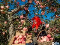 个儿大细腻甜润，旧店苹果迎来丰收季