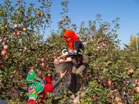 个儿大细腻甜润，旧店苹果迎来丰收季