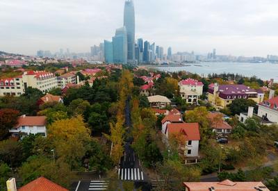 青岛“最美银杏大道”竟然不在八大关？