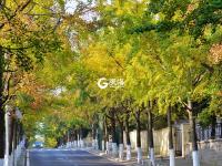 青岛“最美银杏大道”竟然不在八大关？