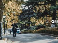 八大关的银杏黄啦，一起去拥抱深秋吧！