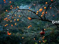 寒露时节  柿子红了皮