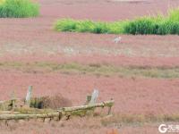 “红海滩”再现！碱蓬草进入最佳观赏季